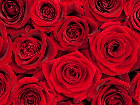 Leaked rosebudd header onlyfans leaked