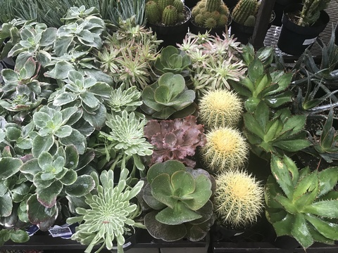 Leaked sadiex header onlyfans leaked