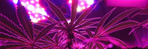 Leaked salii_420 header onlyfans leaked