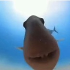 Leaked shrekinator9000 onlyfans leaked