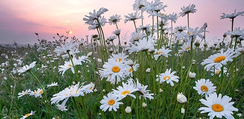 Leaked snowflake_ss header onlyfans leaked