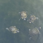 Leaked sonofawizard42 onlyfans leaked