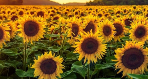 Leaked sunflowerfatty92 header onlyfans leaked