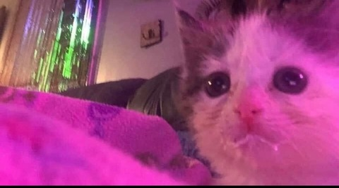 Leaked thegeikocaveman header onlyfans leaked