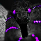 Leaked toxicity.juniper onlyfans leaked