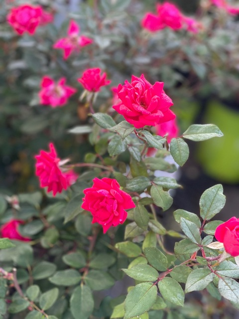 Leaked traywiththed header onlyfans leaked