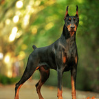 Fullyautomatic (@u111094709) Leaks OnlyFans 

 profile picture