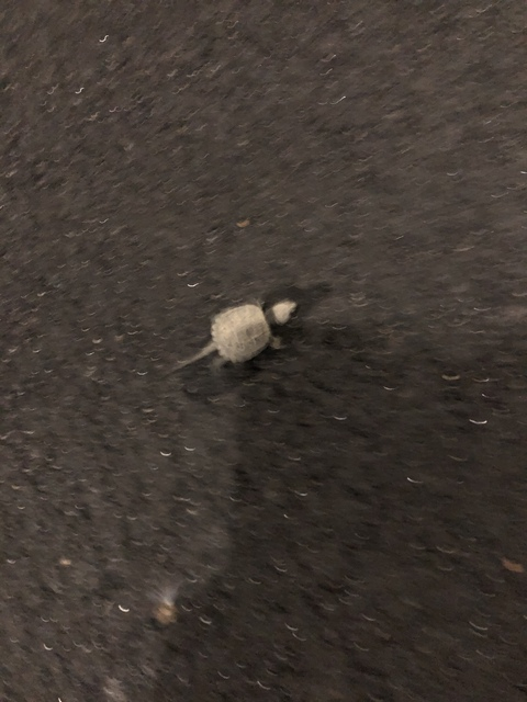 Leaked u54185274 header onlyfans leaked