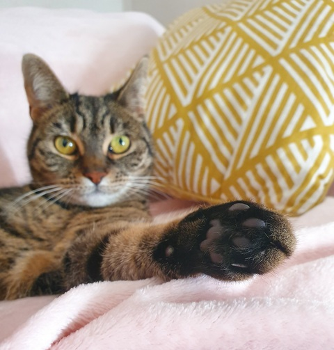 Leaked veganfootqueen header onlyfans leaked