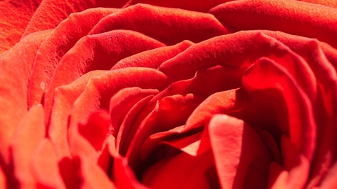 Leaked venusian.essence header onlyfans leaked