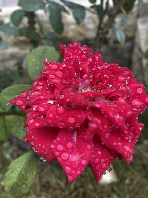 Leaked vicariousfuck header onlyfans leaked