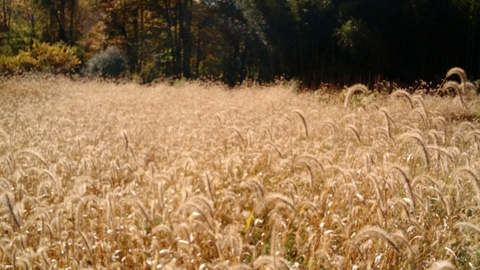 Leaked wafffles header onlyfans leaked