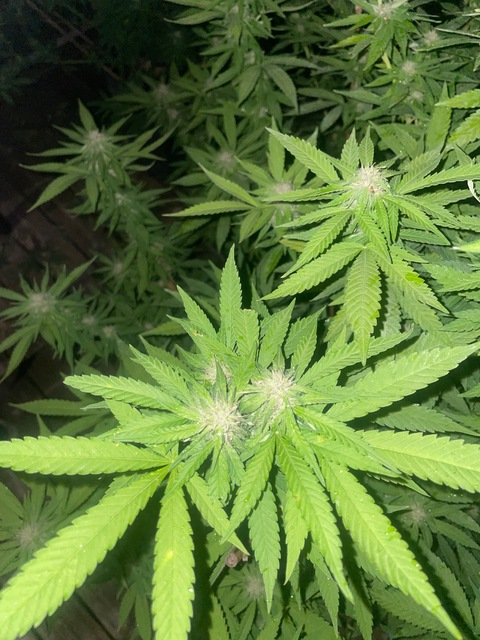 Leaked whopthickanddeep header onlyfans leaked