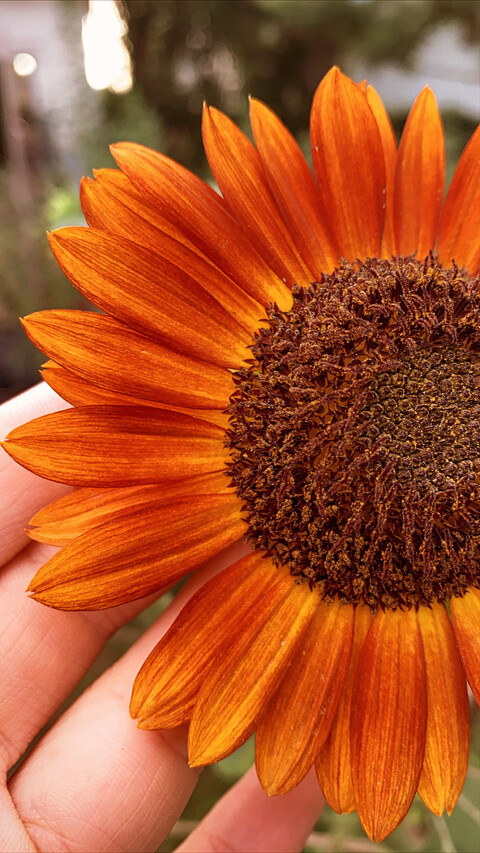 Leaked wildselkie header onlyfans leaked