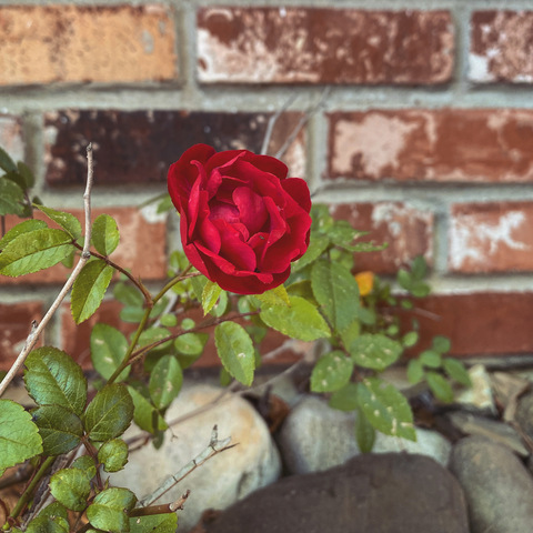 Leaked wrcklessvanilla header onlyfans leaked