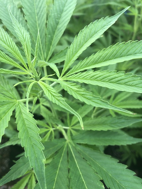 Leaked xjadexxxx header onlyfans leaked