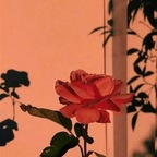 Leaked xobellablack onlyfans leaked