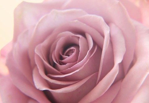 Leaked xredfoxbeautyx header onlyfans leaked