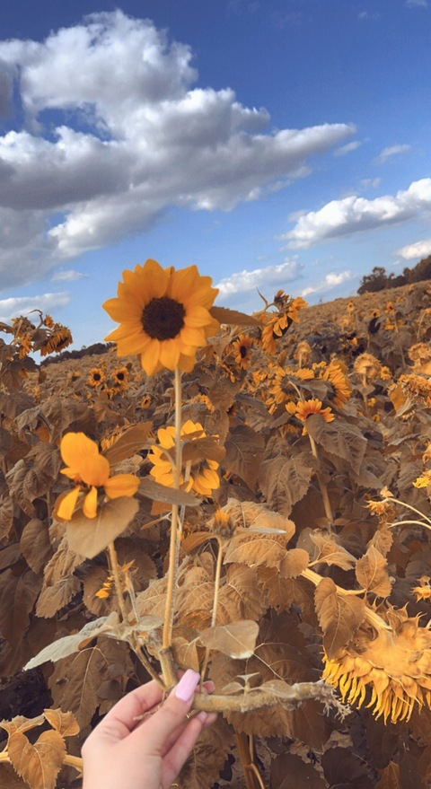 Leaked xxprembabexx header onlyfans leaked