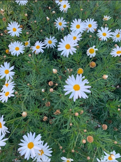 Leaked yen_wren header onlyfans leaked