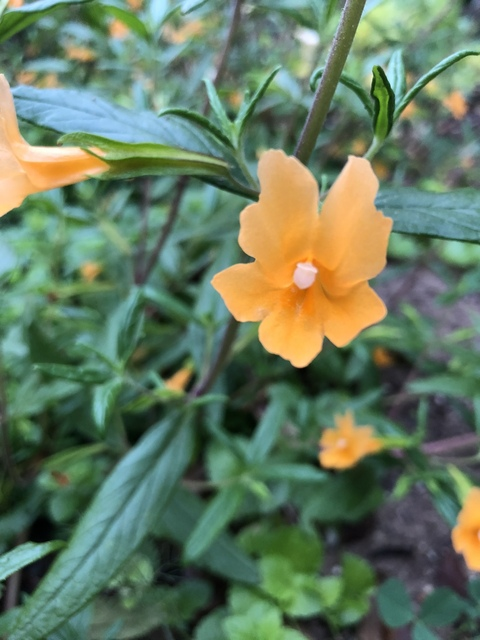 Leaked zihnanova header onlyfans leaked